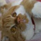 スコ猫くまきち日和＋