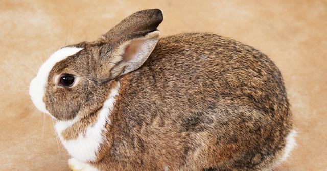 ウサギとの生活ジャンルトップ Ameba公式ジャンル