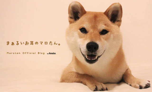 柴犬マロたんオフィシャルブログ Powered by Ameba